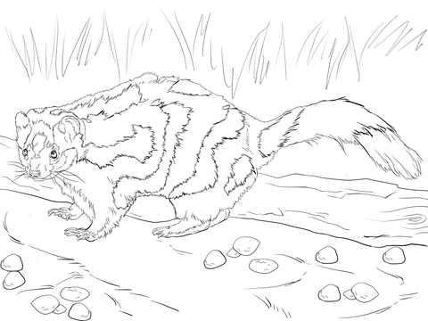 Eastern Spotted Skunk Coloring Page